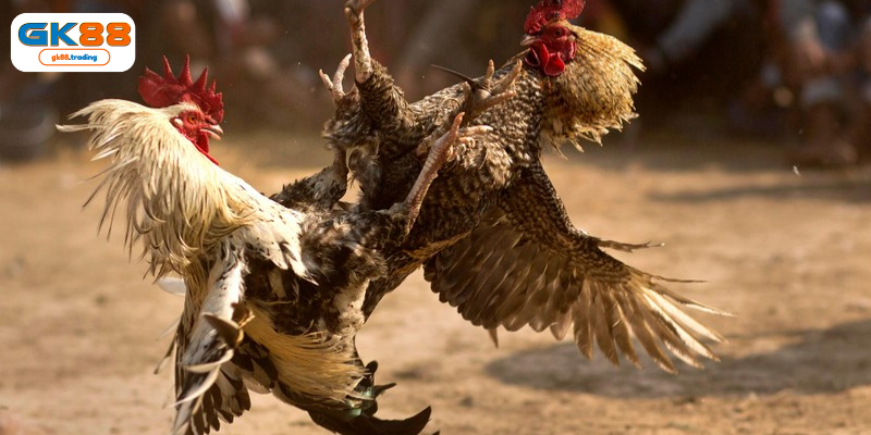 Các thể loại đá gà GK88 thu hút người chơi  trong 2025